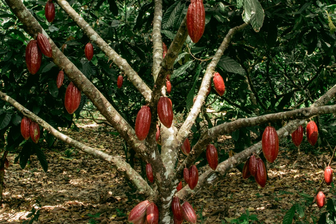 laflor-venezuela-san-cayetano-01